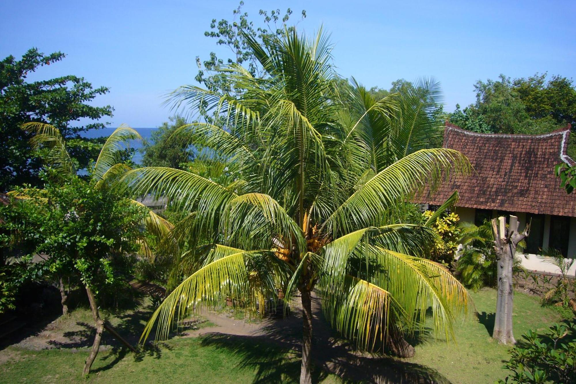 Jukung Bali Bungalow Amed Zimmer foto